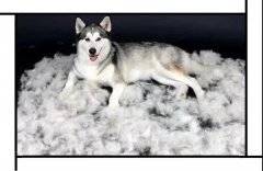 毛質(zhì)差、過(guò)度脫毛？華興重磅推出犬美毛處方糧